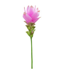 Siam Tulip isolated