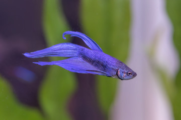 熱帯魚　ベタ　 Tropical fish　Betta