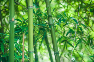 Fototapeta premium Piękny bambusowy tło. Harmony Green