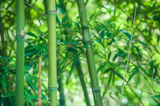Beautiful bamboo background. Harmony Green
