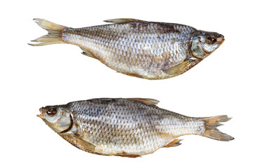 Two sea roaches isolated, top view