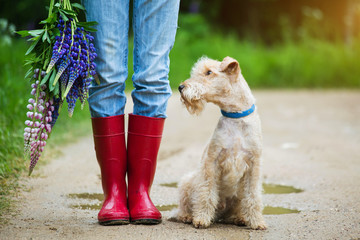 Lakeland terrier dog sitting next to a girl in jeans and red rubber boots with a bouquet of lupine flowers on a country road