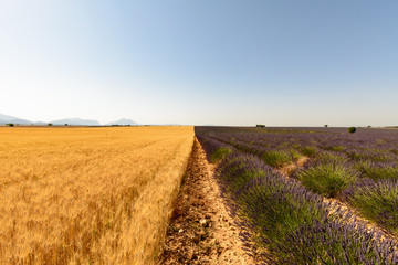 Fototapeta na wymiar A field of wheat and lavender are encountered along a plot in Pr