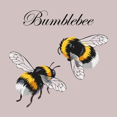 Set of bumblebees