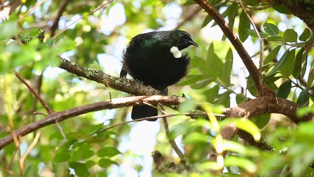 Tui bird in the trees