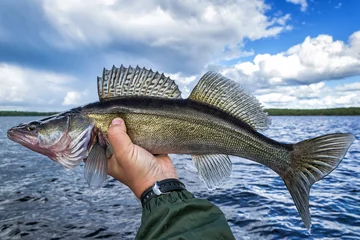 Selbstklebende Fototapeten Pretty walleye fish © Piotr Wawrzyniuk