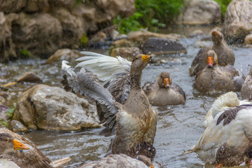 Greylag goose preening and splashing in the water, cleaning his feathers and plumage