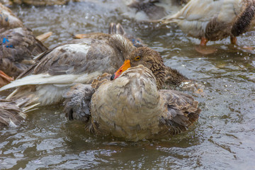 Greylag goose preening and splashing in the water, cleaning his feathers and plumage