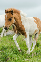 Obraz na płótnie Canvas young miniature pony horse