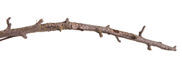 dry pear tree branch isolated on white background