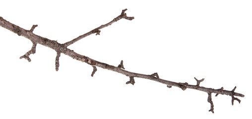 dry pear tree branch isolated on white background