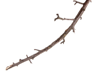 dry pear tree branch isolated on white background