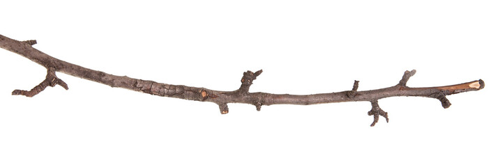 dry pear tree branch isolated on white background