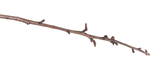 dry pear tree branch isolated on white background