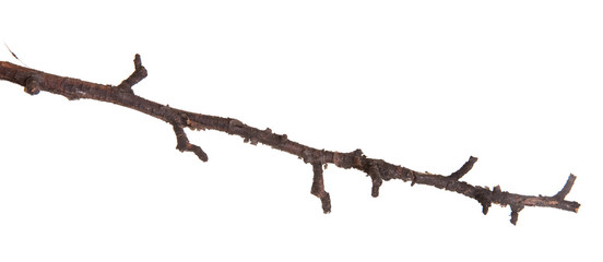 dry pear tree branch isolated on white background