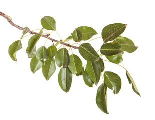 pear tree branch with leaves isolated on white background