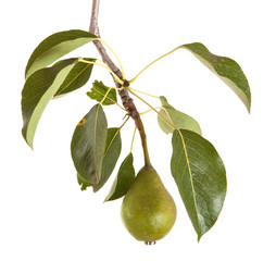 unripe green pear on a branch isolated on white background