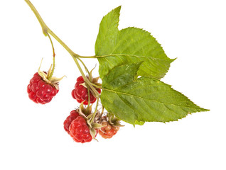 raspberries on a branch with leaves. on a white background