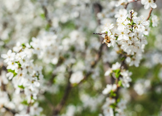 apple tree blossom in spring