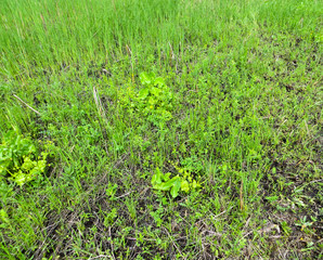 Green reed