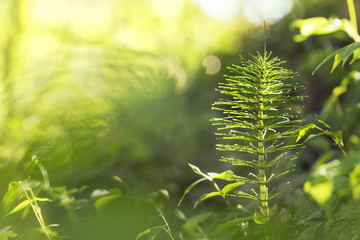 Horsetail in dew in the morning beautiful spring green background