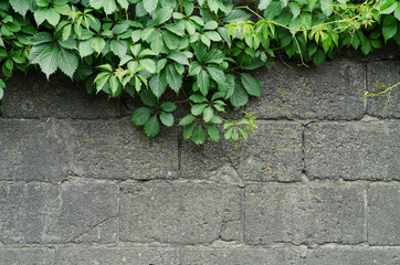 Green ivy leaves overhanging a dark stone wall