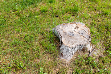 Fototapeta na wymiar The stump of a large and old tree.