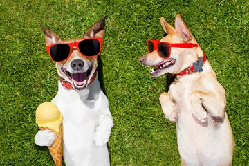 Crédence de cuisine en verre imprimé Chien fou two funny dogs with ice cream
