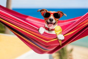 dog on hammock in summer  with ice cream