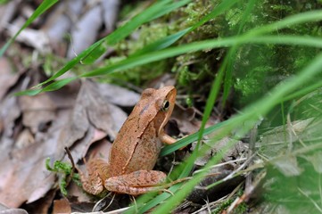 Naklejka premium アカガエル