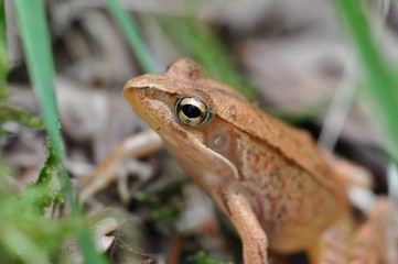 アカガエル