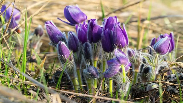 Pasque flower bloom after sunrise. Time Lapse. 