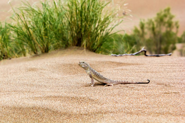 Naklejka premium lizard in the desert