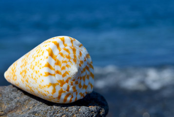 Shell on the beach on a blue ocean background.Summer or vacation concept.Selective focus.Copy space.