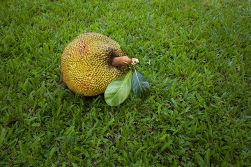 Jack fruit
