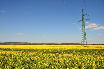 Yellow field of canola - a food crop,
Landscape in Czech Republic, 