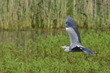 Graureiher im Flug