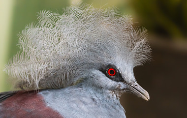 Close-up view of a Blue Crowned Pigeon (Goura cristata)