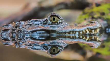 Close-up beeld van een brilkaaiman (Caiman crocodilus)