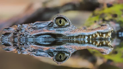 Photo sur Aluminium Crocodile Vue rapprochée d& 39 un caïman à lunettes (Caiman crocodilus)