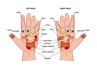 Hand reflexology chart