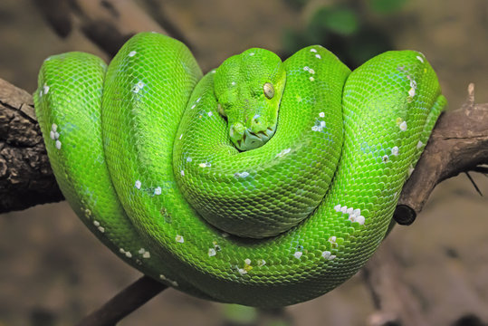 Green tree python (Morelia viridis)