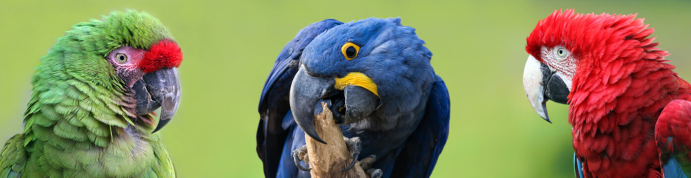 Fototapeta Colorful group of Macaws