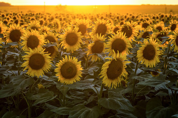 Blooming sunflowers on a background of golden evening light