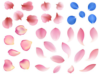 Elegant set of beautiful Lotus, sakura, rose and blue forget-me-not petals.