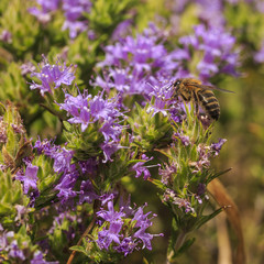A bee is pollinating thyme flowers