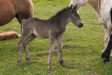Portrait of baby horse