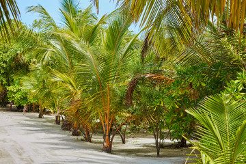 Obraz premium Palms and mangrove trees on Maldives