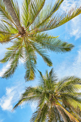 palms and mangrove trees on sand beach