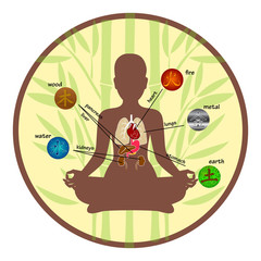 Five elements and human organs